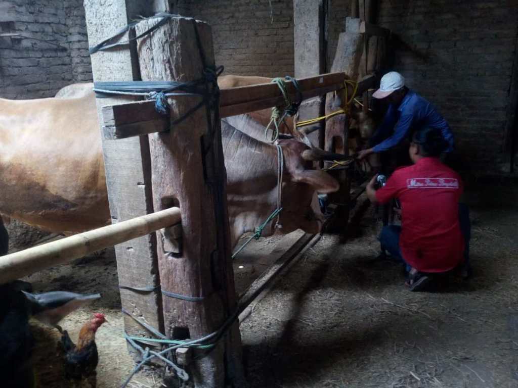 Disnakan Boyolali Perketat Pengawasan Hewan Ternak Jelang Idhul Kurban&nbsp;2024