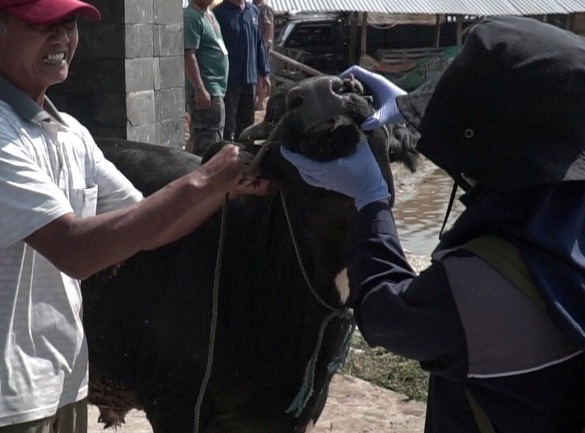 Disnakan Boyolali Galakkan Pengawasan Hewan Kurban