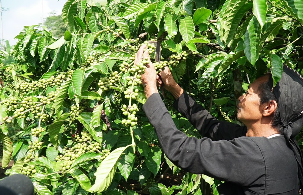 Kopi Lokal Boyolali Semakin Dilirik