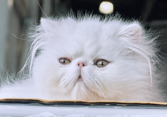 Ada 14 Laporan Kasus Gigitan Hewan Penular Rabies di&nbsp;Boyolali